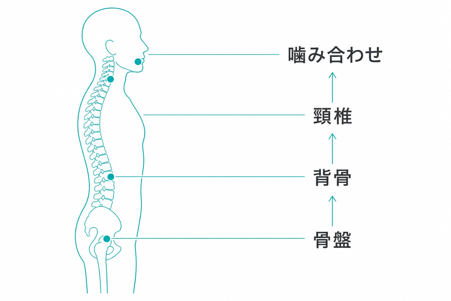 骨盤・背骨・頸椎・噛み合わせの連鎖図解